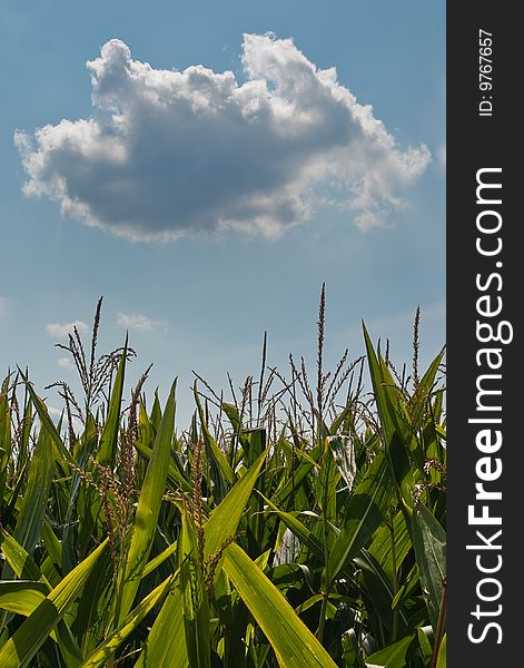 A sweet corn field on a sunny day. A cloud is in the blue sky.