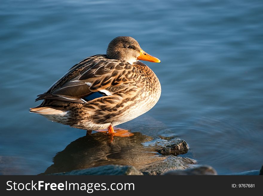 A sweet duck sitting on a stone.