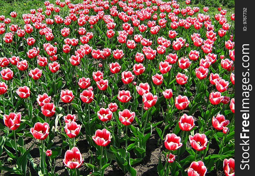 Bright tulips are very beauteful background