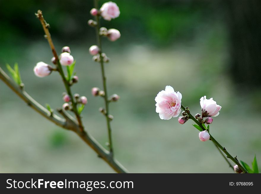 Chinese Peach Blossom In Spring