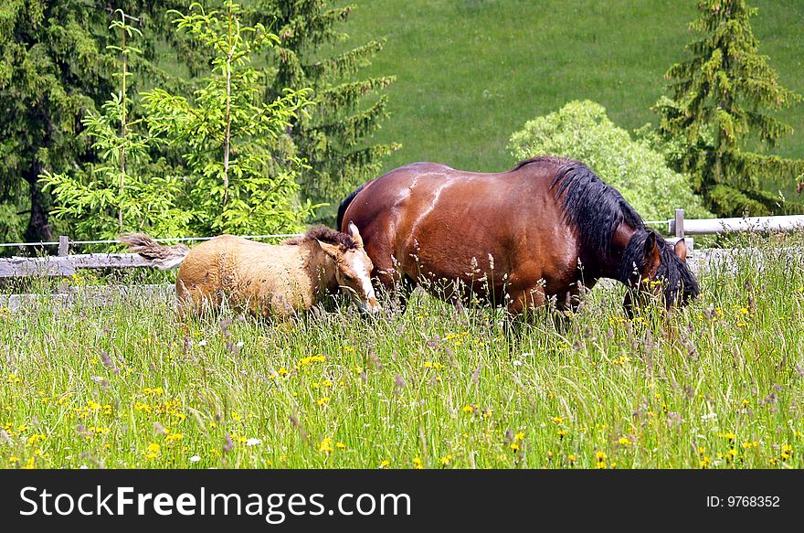 Horses grazing and taking rest on the green meadow. Horses grazing and taking rest on the green meadow.