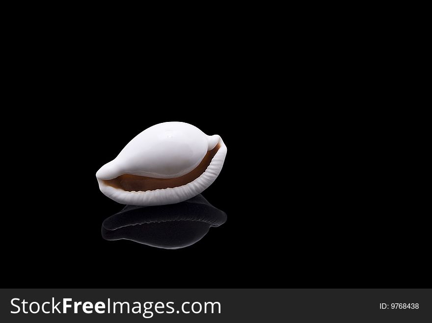 Sea shell