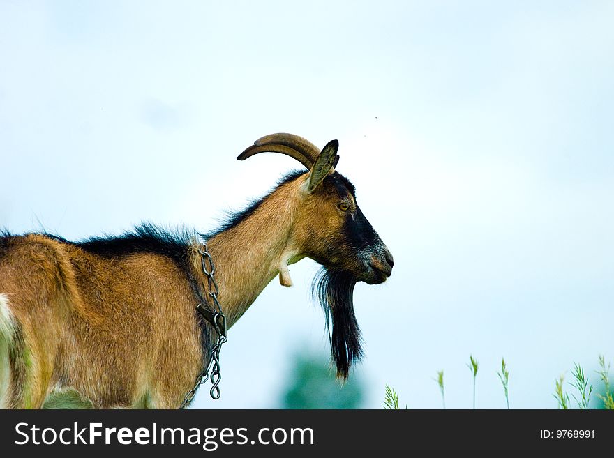 Grazzing goat on blue backgraund