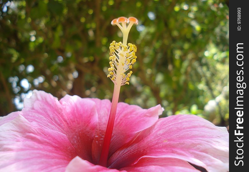 A close up shot of an hibiscus flower