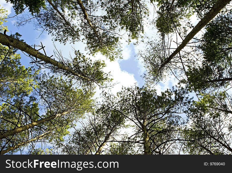 Spring trees and blue sky. Clouds in sky.