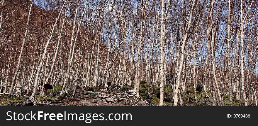White birch forest growing on Changbai mountain, which formed by volcano eruption. White birch forest growing on Changbai mountain, which formed by volcano eruption.