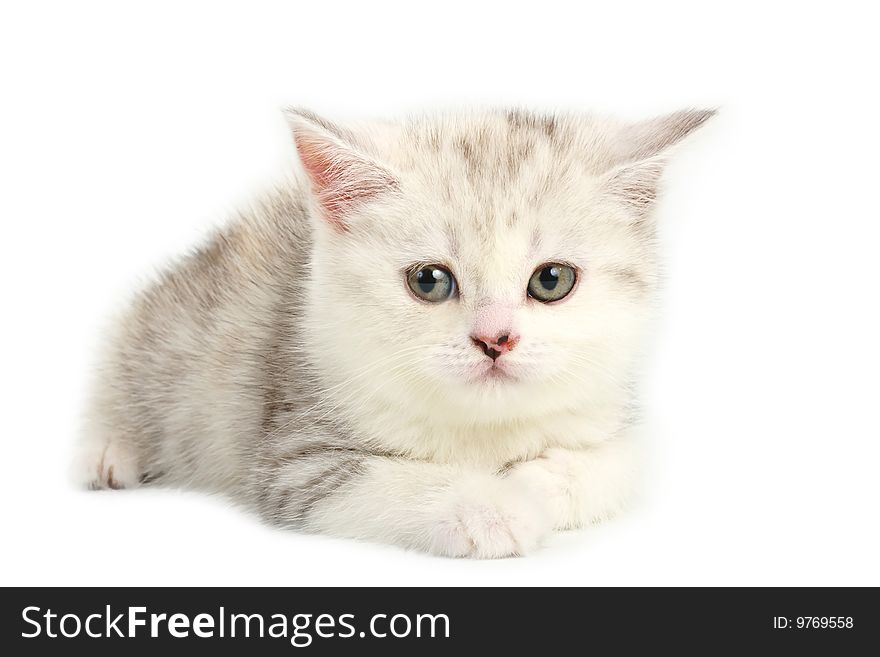 Scottish straight breed young pussycat lying on white background. No isolated.