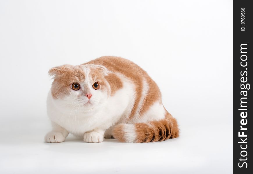 Scottish Fold Breed Young Cat