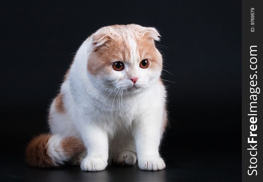 Scottish fold breed young cat seated on black background. No isolated.