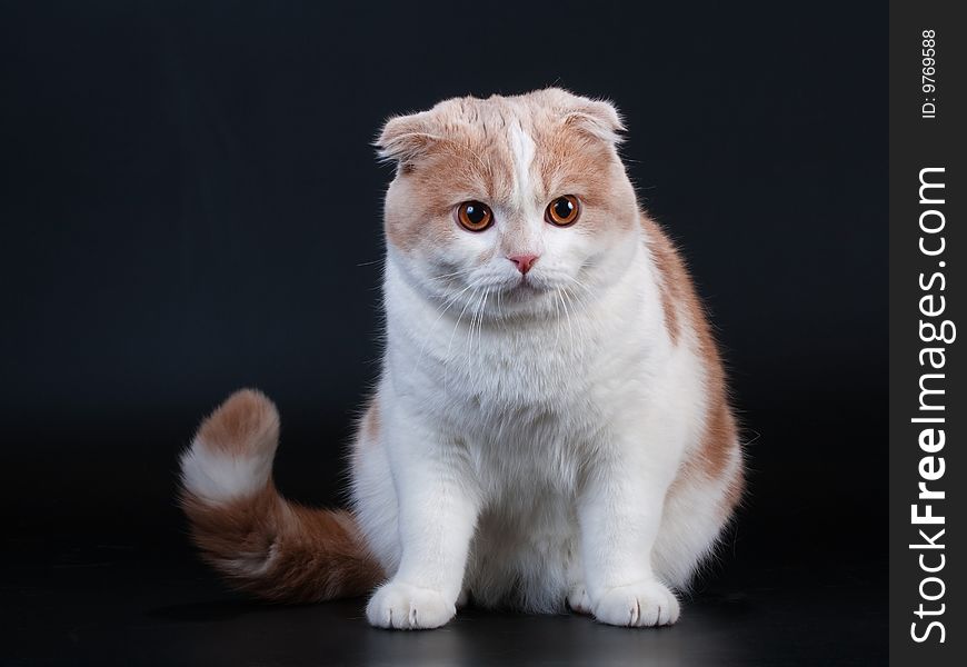 Scottish fold breed young cat seated on black background. No isolated. Scottish fold breed young cat seated on black background. No isolated.