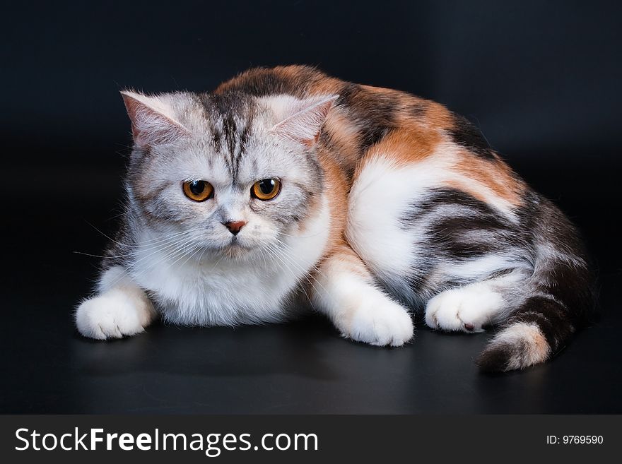 Scottish Straight breed cat lying on black. No isolated. Scottish Straight breed cat lying on black. No isolated.