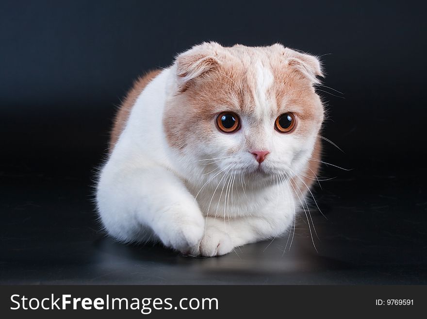 Scottish fold breed young cat on black.