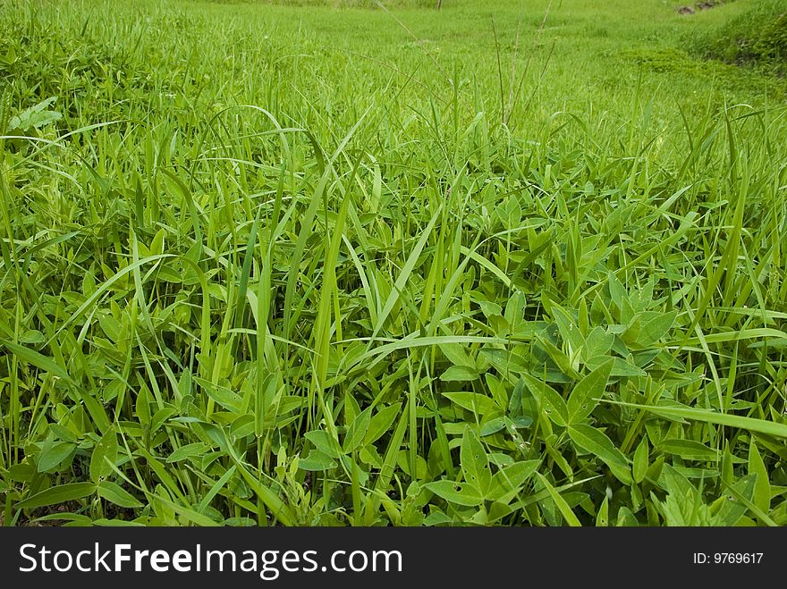 Photography to fresh green field herb miscellaneous. Photography to fresh green field herb miscellaneous