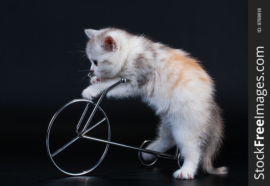 Scottish Straight breed cat tortoiseshell color and toy bycicle. No isolated. Scottish Straight breed cat tortoiseshell color and toy bycicle. No isolated.