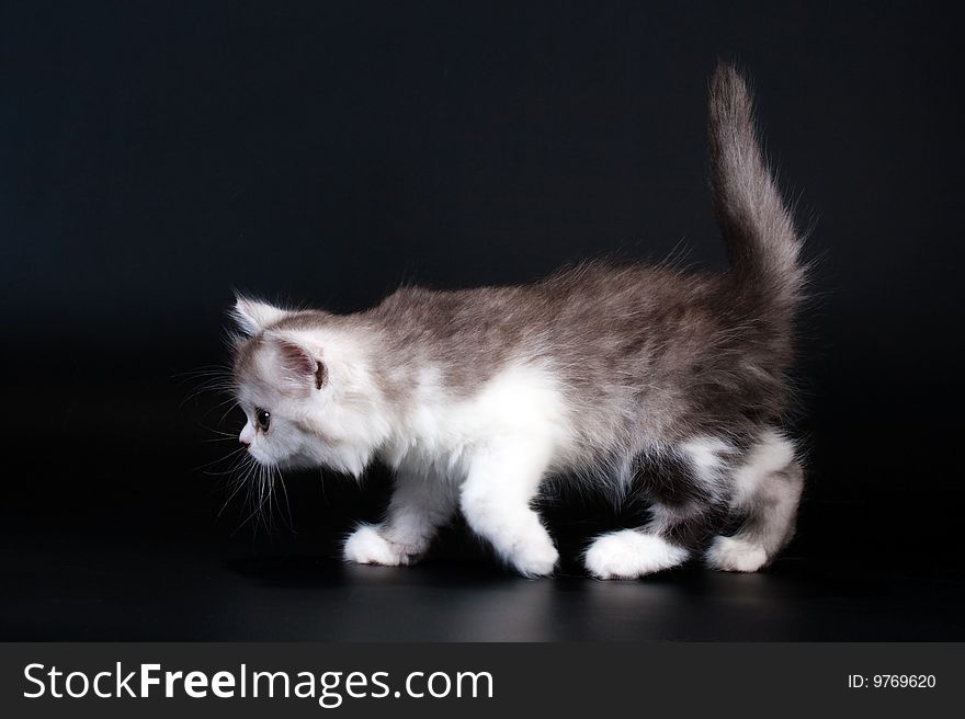 Three Scottish Straight breed kitten walk.