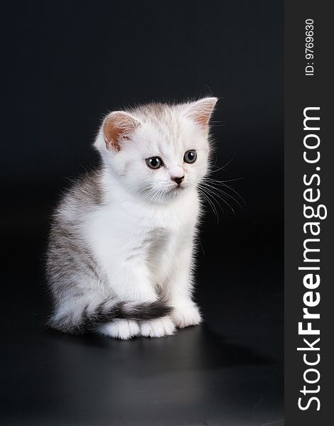 Scottish Straight breed cat seated on black. No isolated. Scottish Straight breed cat seated on black. No isolated.