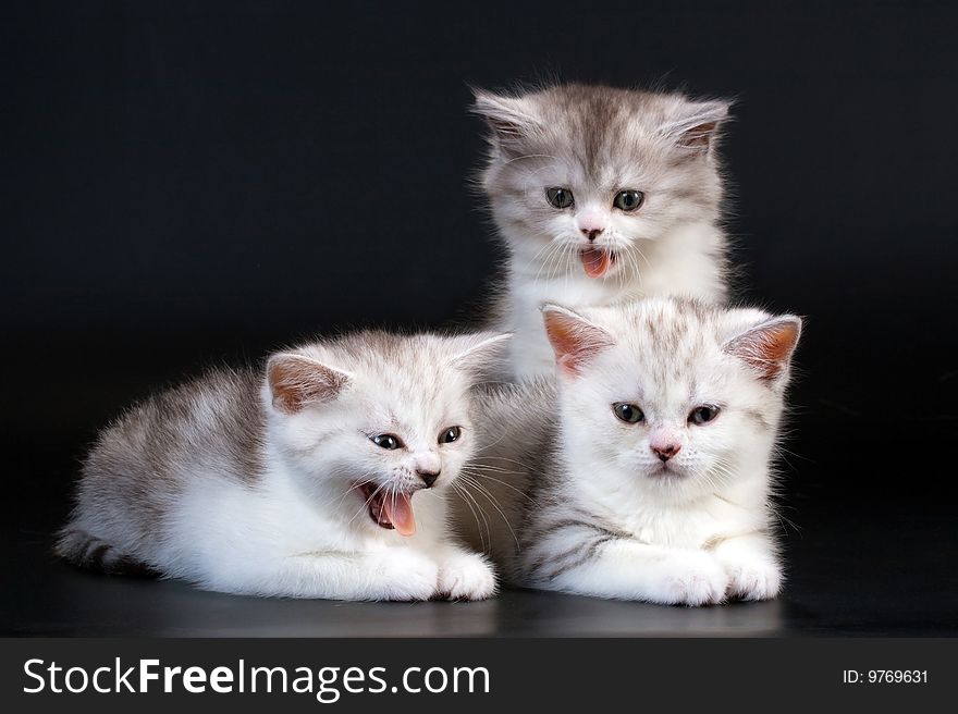 Three Scottish Straight breed kitten on black. No isolated.