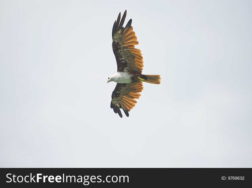 A Brahminy Kite eagle soaring high in the sky looking for food.