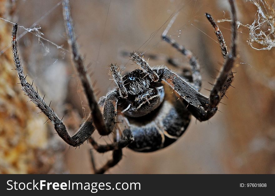 Spider, Arachnid, Invertebrate, Araneus