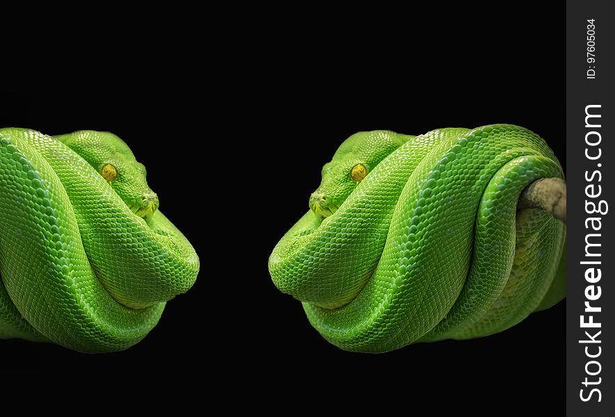 Green, Reptile, Scaled Reptile, Organism