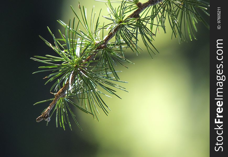 Pine Family, Tree, Branch, Spruce