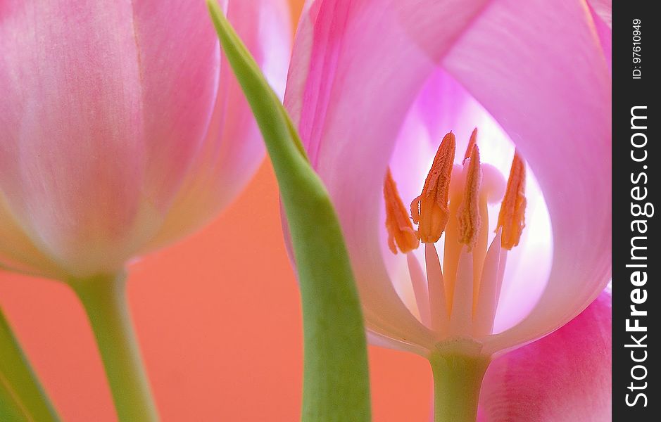 Flower, Pink, Tulip, Flowering Plant
