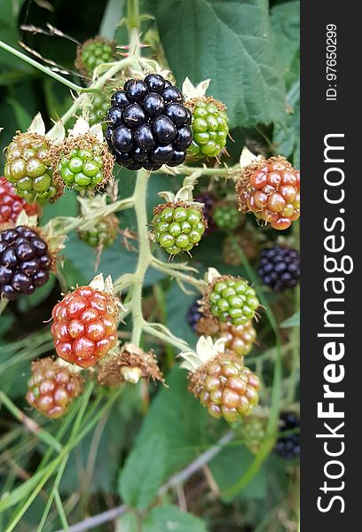 Day 218. Stages of blackberries