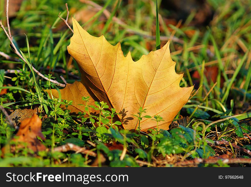 Leaf, Autumn, Deciduous, Plant