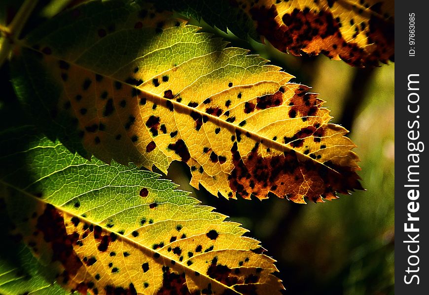 Leaf, Vegetation, Deciduous, Autumn
