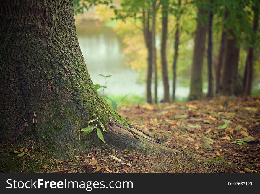 Woodland, Nature, Tree, Ecosystem