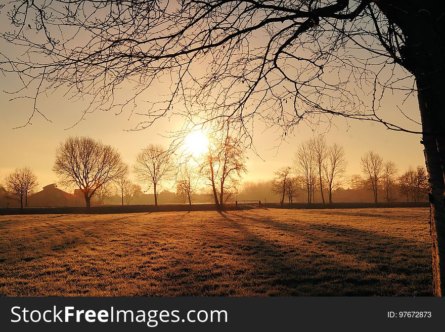 Nature, Sky, Tree, Branch