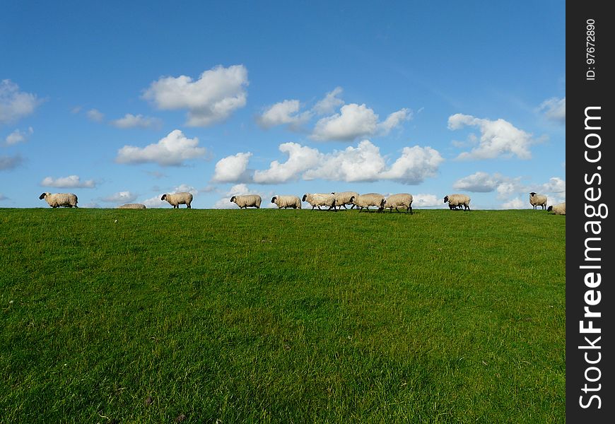 Grassland, Pasture, Sky, Prairie