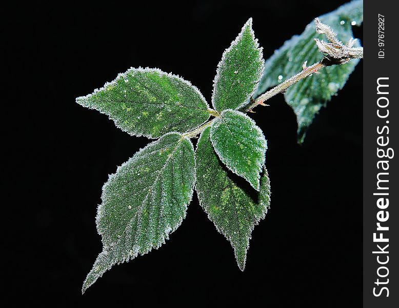 Leaf, Plant, Nettle Family, Subshrub