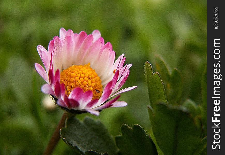Flower, Flora, Plant, Daisy