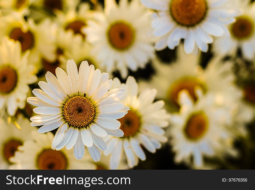 Flower, Yellow, Flowering Plant, Daisy