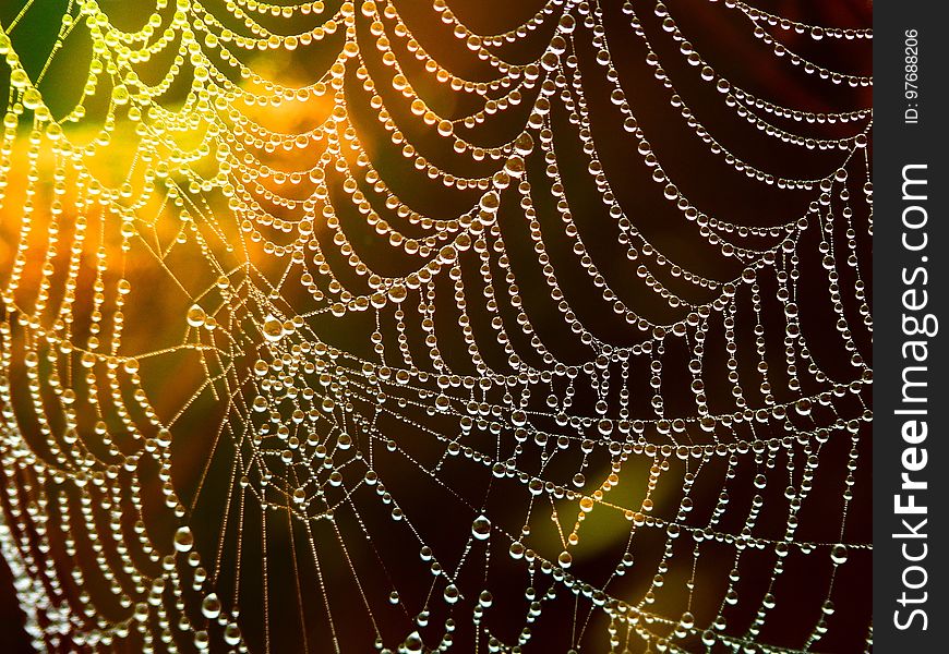 Spider Web, Water, Moisture, Light