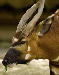 Bongo Antelope Eating Royalty Free Stock Images