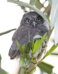 Western Screech Owl Stock Photo Western Screech Owl Stock Photo