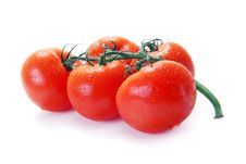 Red Tomatoes On A Branch With Water Drops Royalty Free Stock Photo