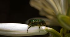 Macro Photo Of A May-bug On A Lily Stock Photography