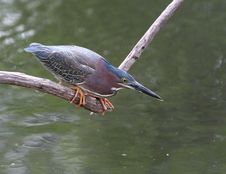 Green Heron Stock Photography Green Heron Stock Photography