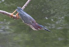 Green Heron Stock Images Green Heron Stock Images