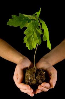 Free Oak Stock Photography - 9778482