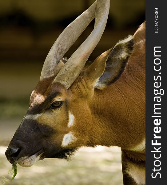 Face of Bongo Antelope eating grass.