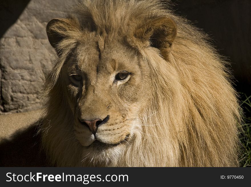 Blond adult male Lion thinking.