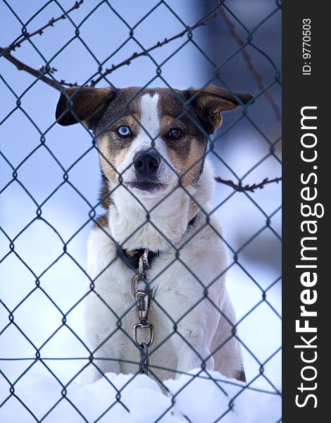 Mestizo dog with one blue eye, tied to a chain, behind a wire mesh, in winter, with snow. Mestizo dog with one blue eye, tied to a chain, behind a wire mesh, in winter, with snow