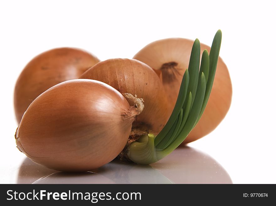 The sprouted onions, white background