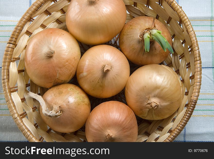 The sprouted onions, white background