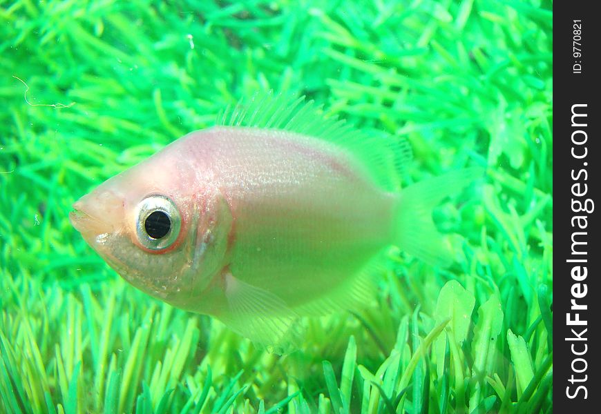 Gurami kissed Helostoma temminckii peaceful aquarium fish
