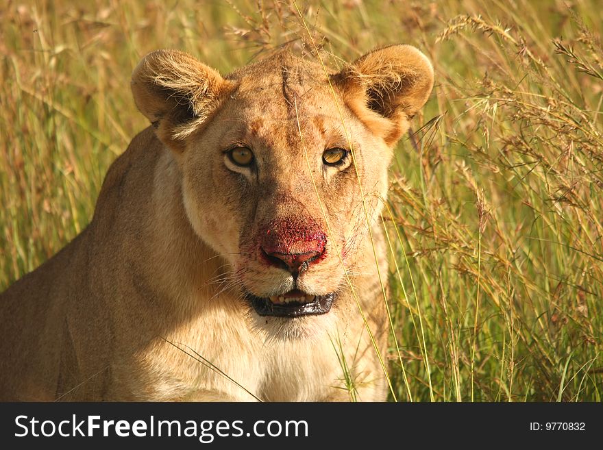 Lioness with bloody nose after feeding. Lioness with bloody nose after feeding.